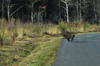 dsc_0008.jpg