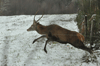 dsc_0009.jpg