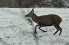 dsc_0011.jpg