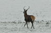 dsc_0013.jpg