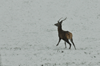 dsc_0015.jpg