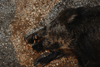 dsc_0001.jpg