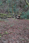 dsc_0019.jpg