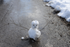 dsc_0008.jpg