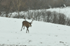 dsc_0024.jpg