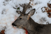 dsc_0034.jpg