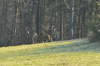 dsc_0004.jpg
