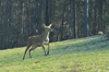 dsc_0009.jpg