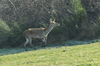dsc_0010.jpg