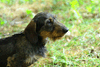 dsc_0033.jpg