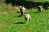 dsc_0005.jpg