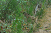 dsc_0002.jpg