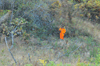 dsc_0002.jpg