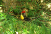 dsc_0004.jpg