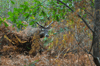 dsc_0017.jpg