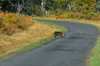 dsc_0003.jpg