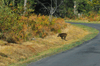 dsc_0004.jpg