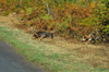 dsc_0005.jpg