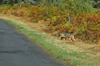 dsc_0008.jpg