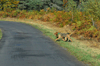 dsc_0009.jpg