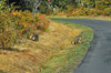 dsc_0011.jpg