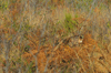 dsc_0027.jpg