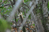 dsc_0005.jpg