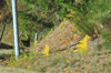 dsc_0008.jpg