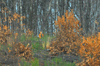 dsc_0005.jpg