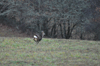 dsc_0010.jpg