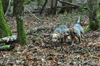dsc_0005.jpg