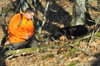 dsc_0003.jpg