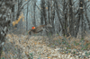 dsc_0041.jpg