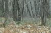 dsc_0043.jpg