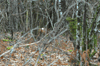 dsc_0007.jpg