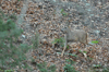 dsc_0005.jpg