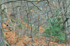 dsc_0018.jpg