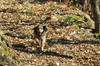dsc_0001.jpg