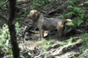 dsc_0006.jpg