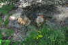 dsc_0011.jpg