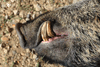 dsc_0012.jpg