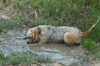 dsc_0036.jpg
