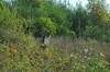 dsc_0008.jpg