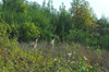 dsc_0009.jpg