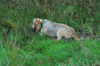 dsc_0003.jpg