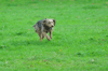dsc_0003.jpg