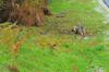 dsc_0010.jpg