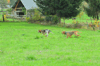 dsc_0011.jpg