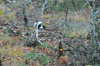 dsc_0015.jpg
