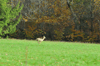 dsc_0002.jpg